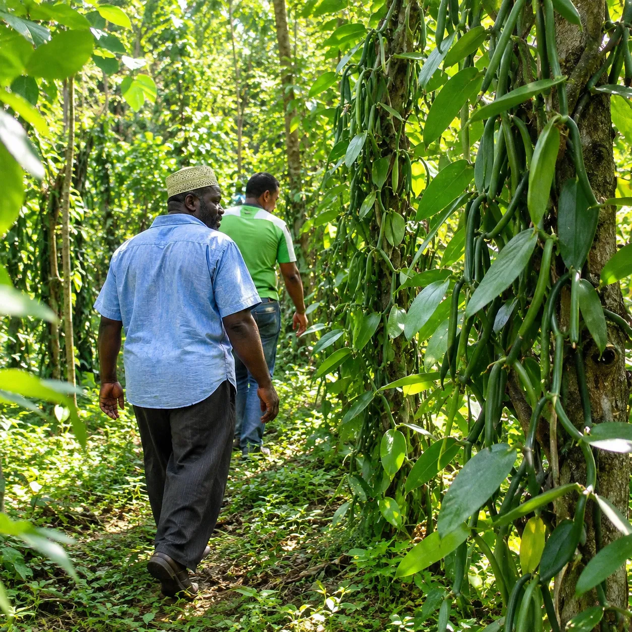 Zanzibar Spice Farm Tour