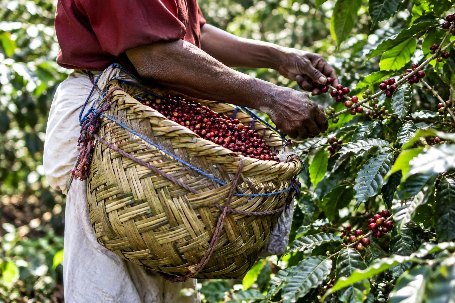 Coffee Tour in Arusha