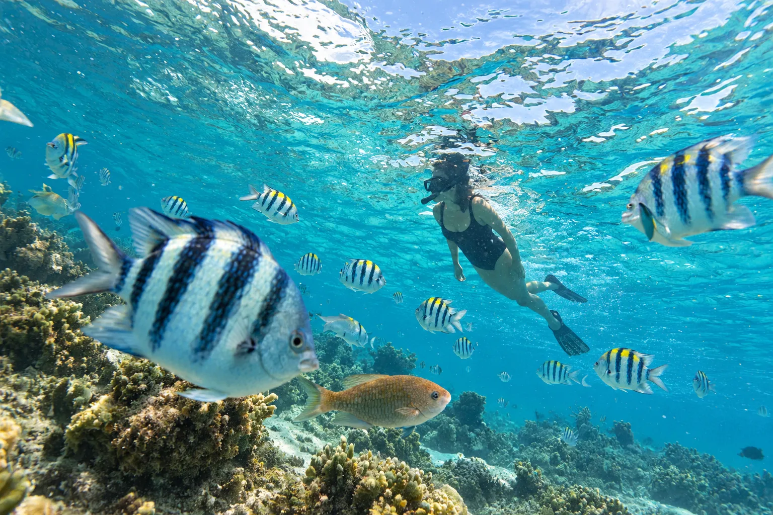 Zanzibar Mnemba Snorkeling