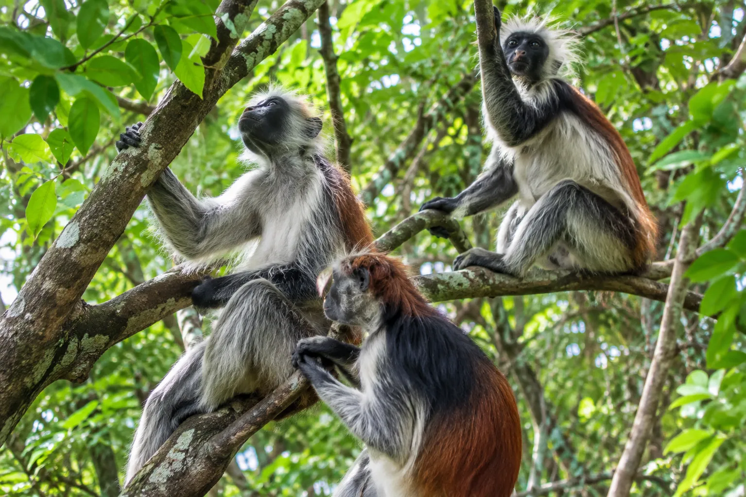 Zanzibar Jozani Forest Tour