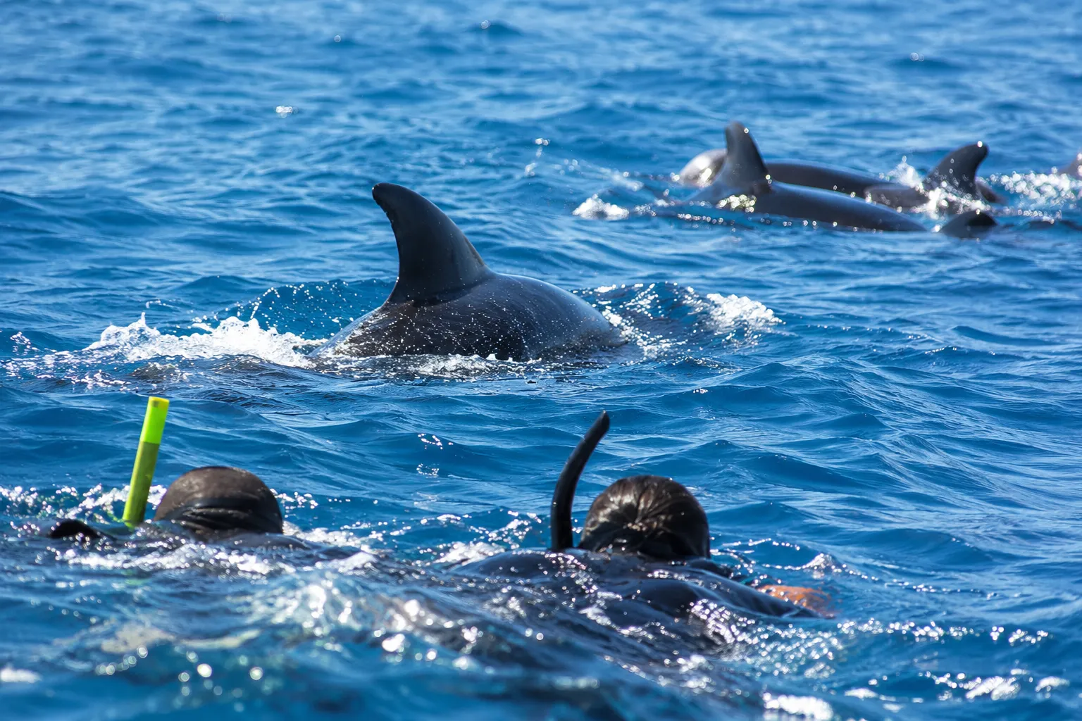 Zanzibar Dolphin Tour