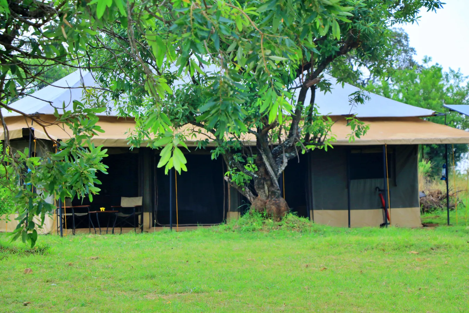 Tanzania Bush Camps - North Mara Kogatende, guest tent