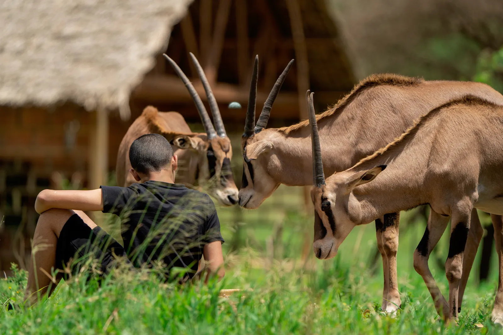 Gast sitzt bei Oryx-Antilopen auf der Wiese, Serval Wildlife Eco Resort