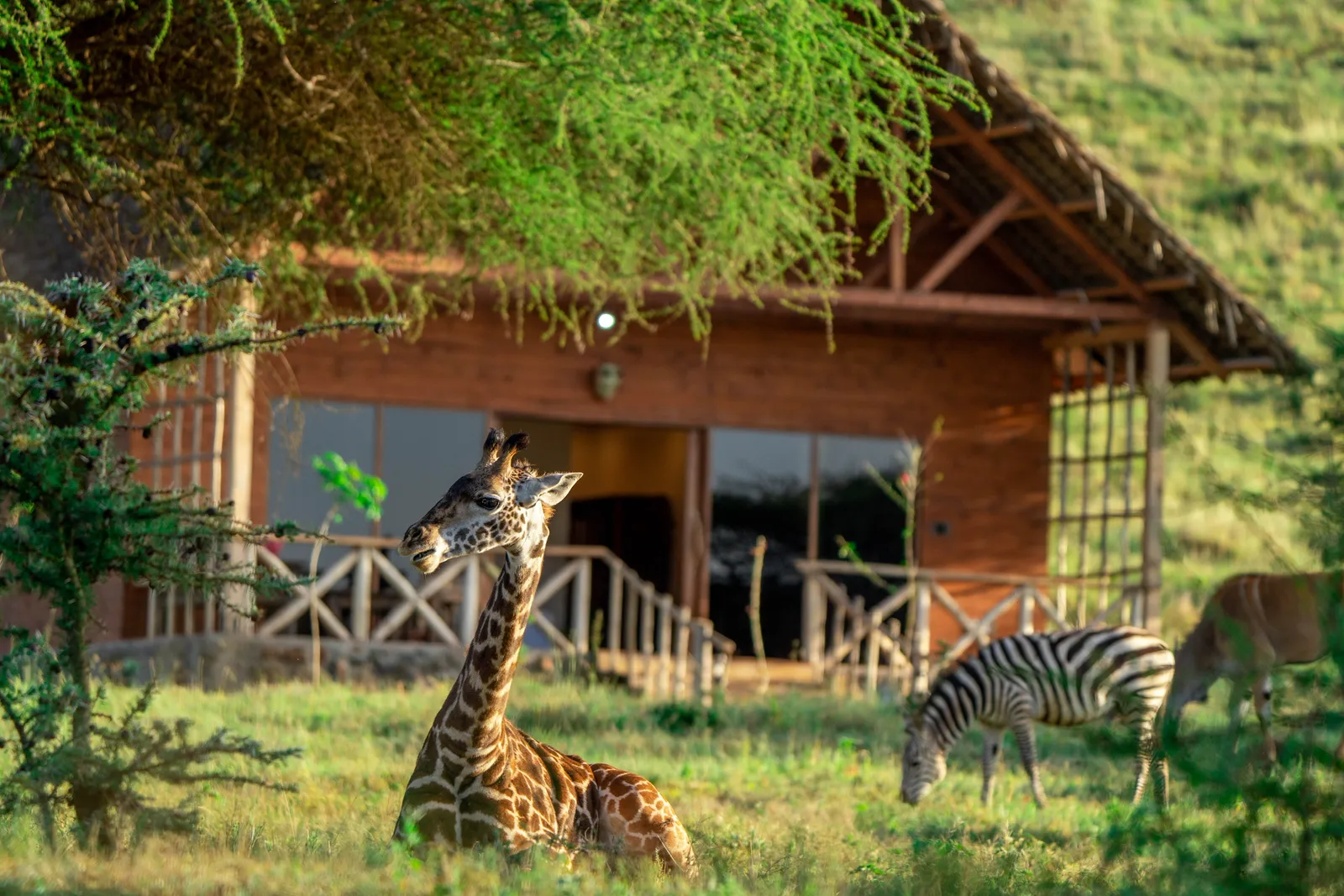 Serval Wildlife Eco Resort, giraffe