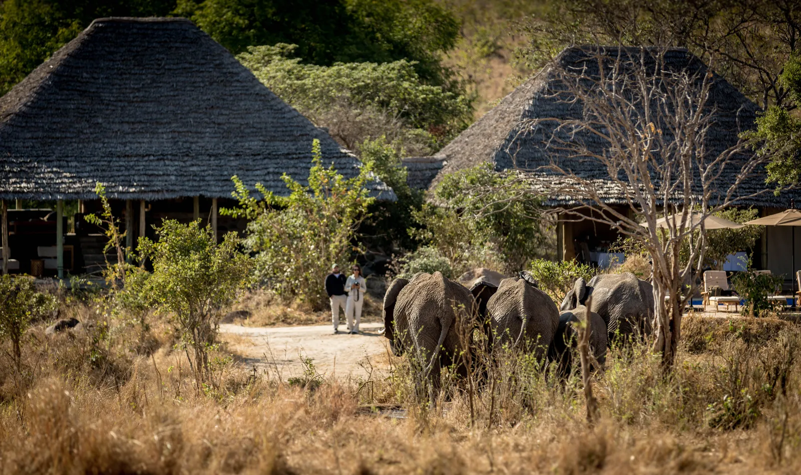 NIMALI TARANGIRE, elephants at the lodge