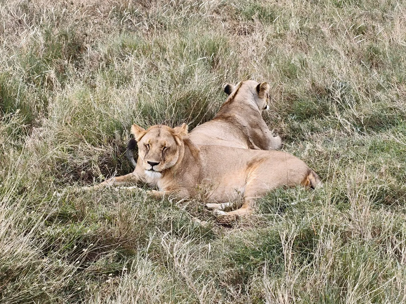 TAMBA TENTED CAMP, Tiger