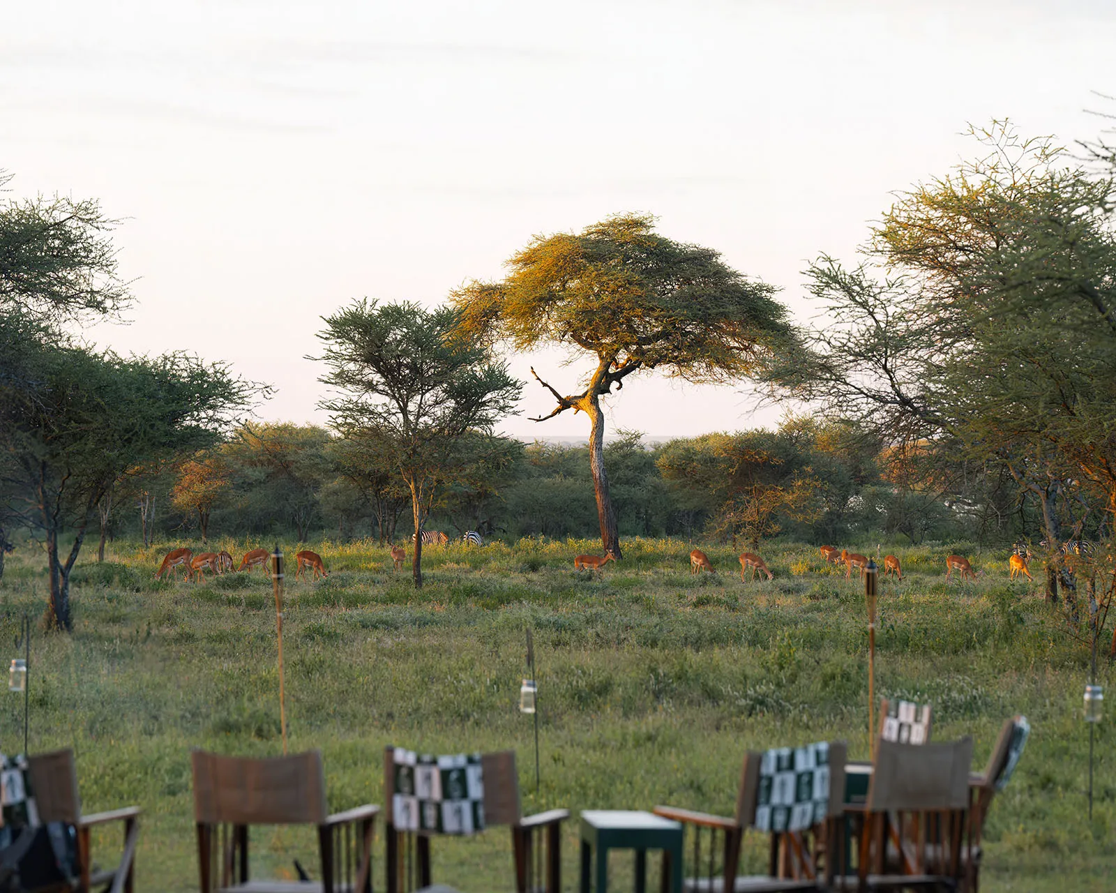 Ndutu Safari Lodge, more safaris