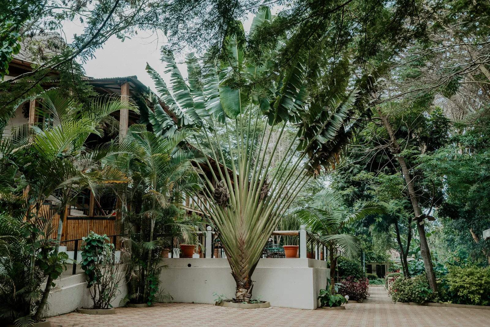 Eileen's Trees Inn, garden courtyard