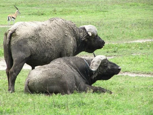 Serengeti Savanah Camp - Northern Serengeti Mara River Crossing, serengeti savannah camps buffalo