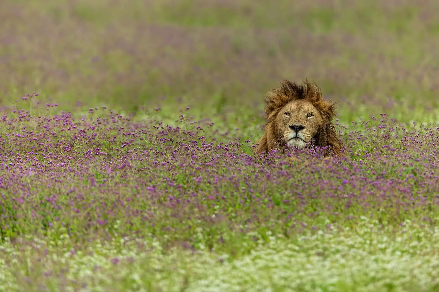 Serengeti Savanah - Ndutu, lion in purple flowers