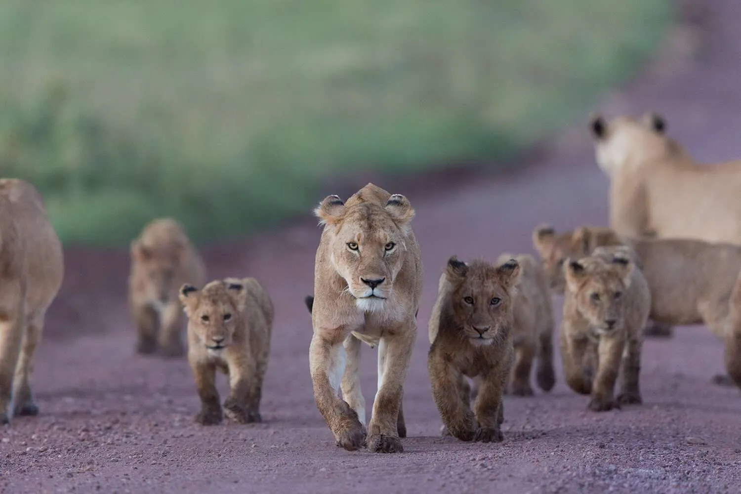 Serengeti Savanah - Ndutu, lioness with cubs