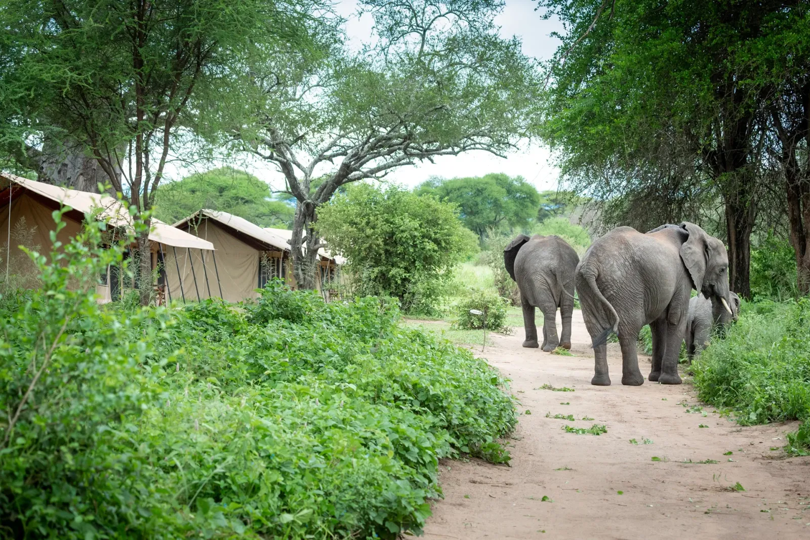 Mawe Tented Camp