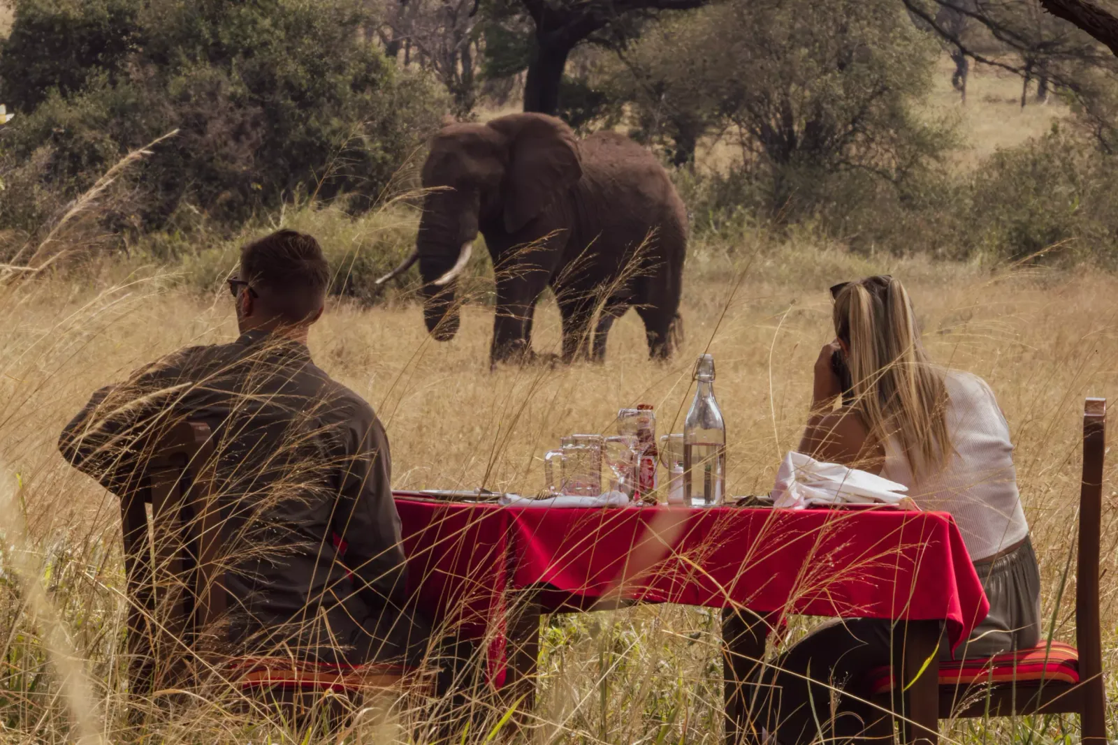 Serengeti Safari haven, serengeti safari haven elephant