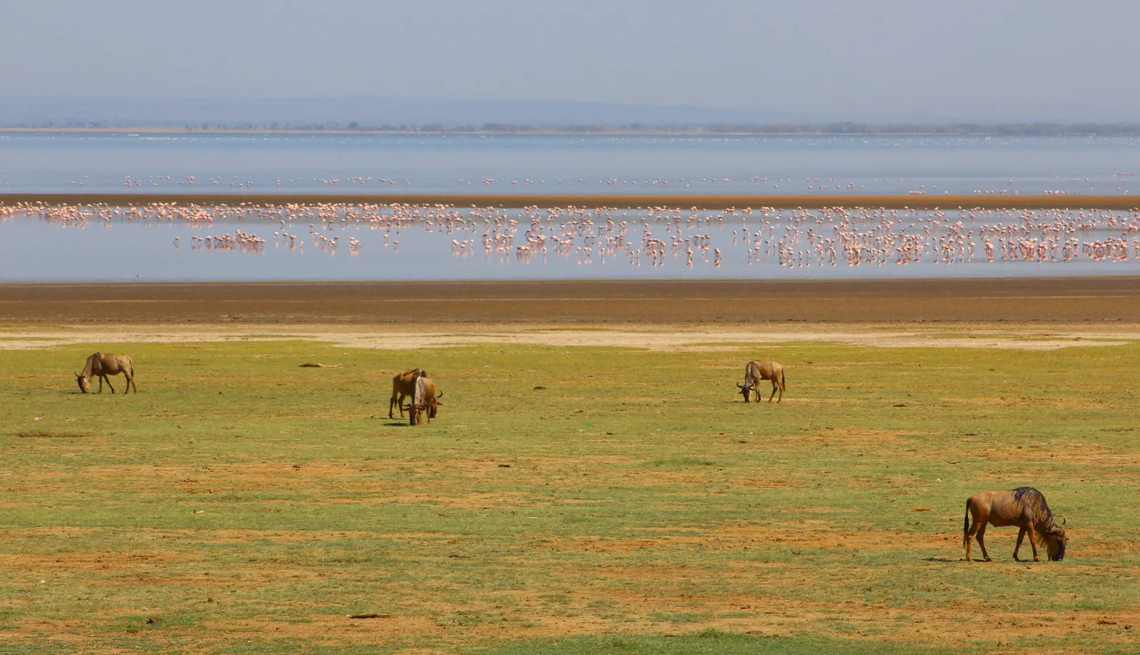 Migombani Camp, lake manyara national park as your backyard from migombani campsite