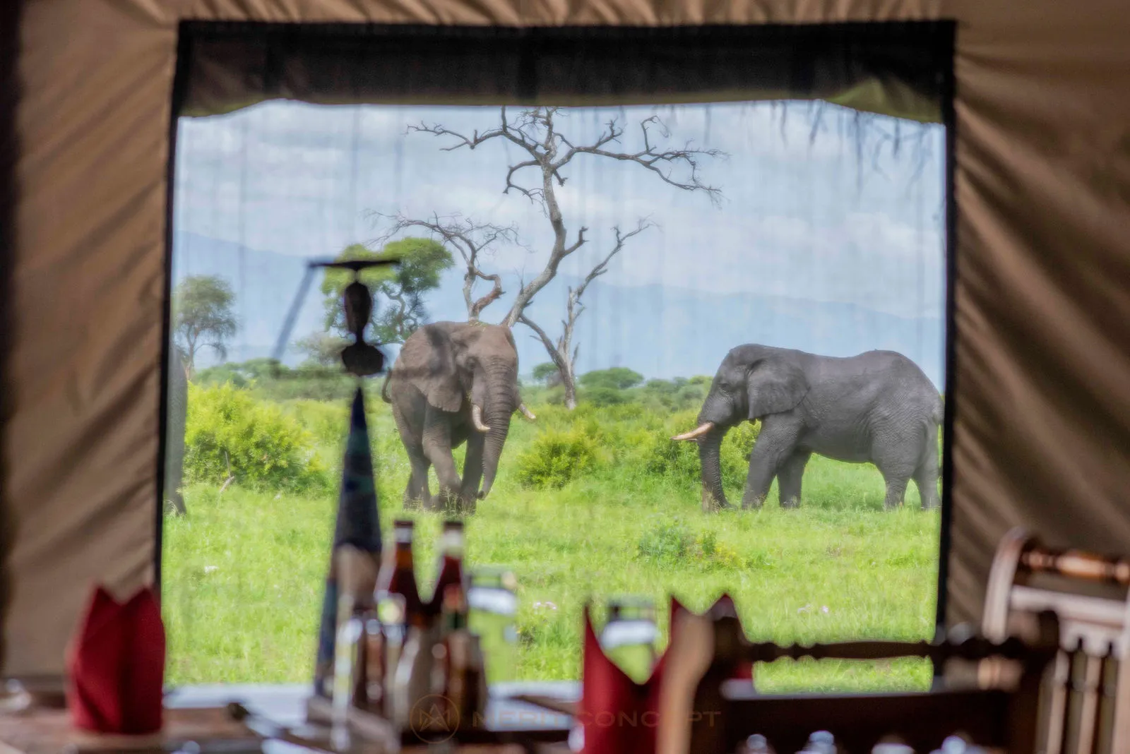 Tarangire Simba Tented Lodge