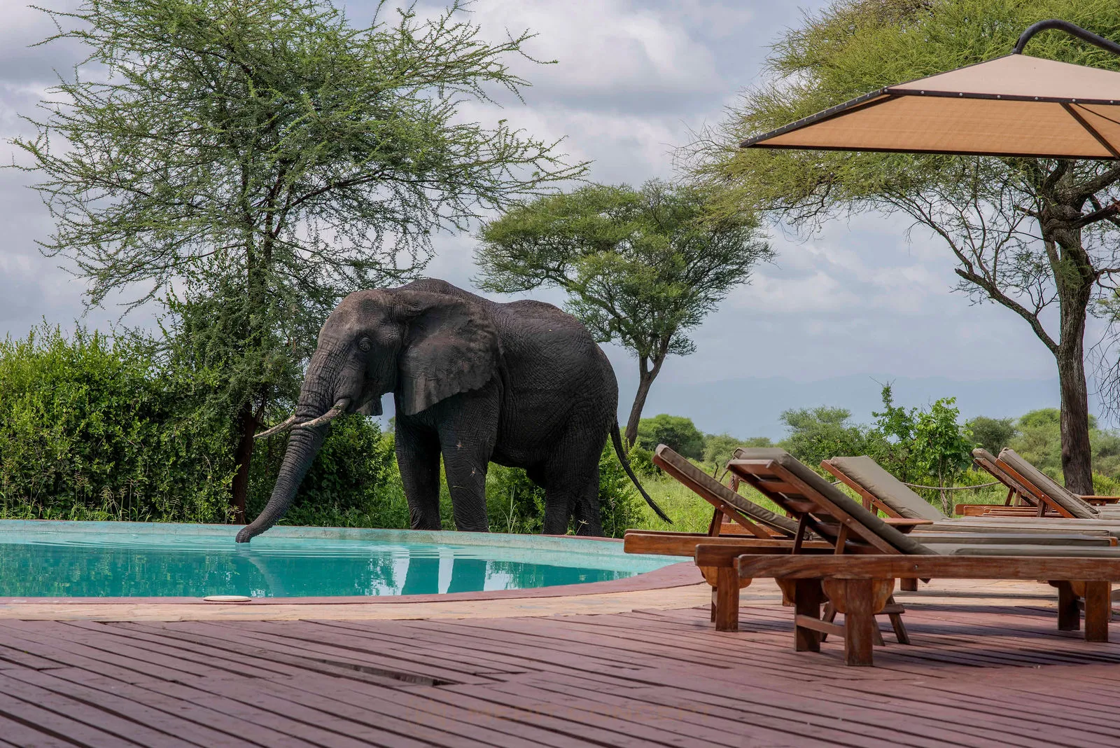 Tarangire Simba Tented Lodge
