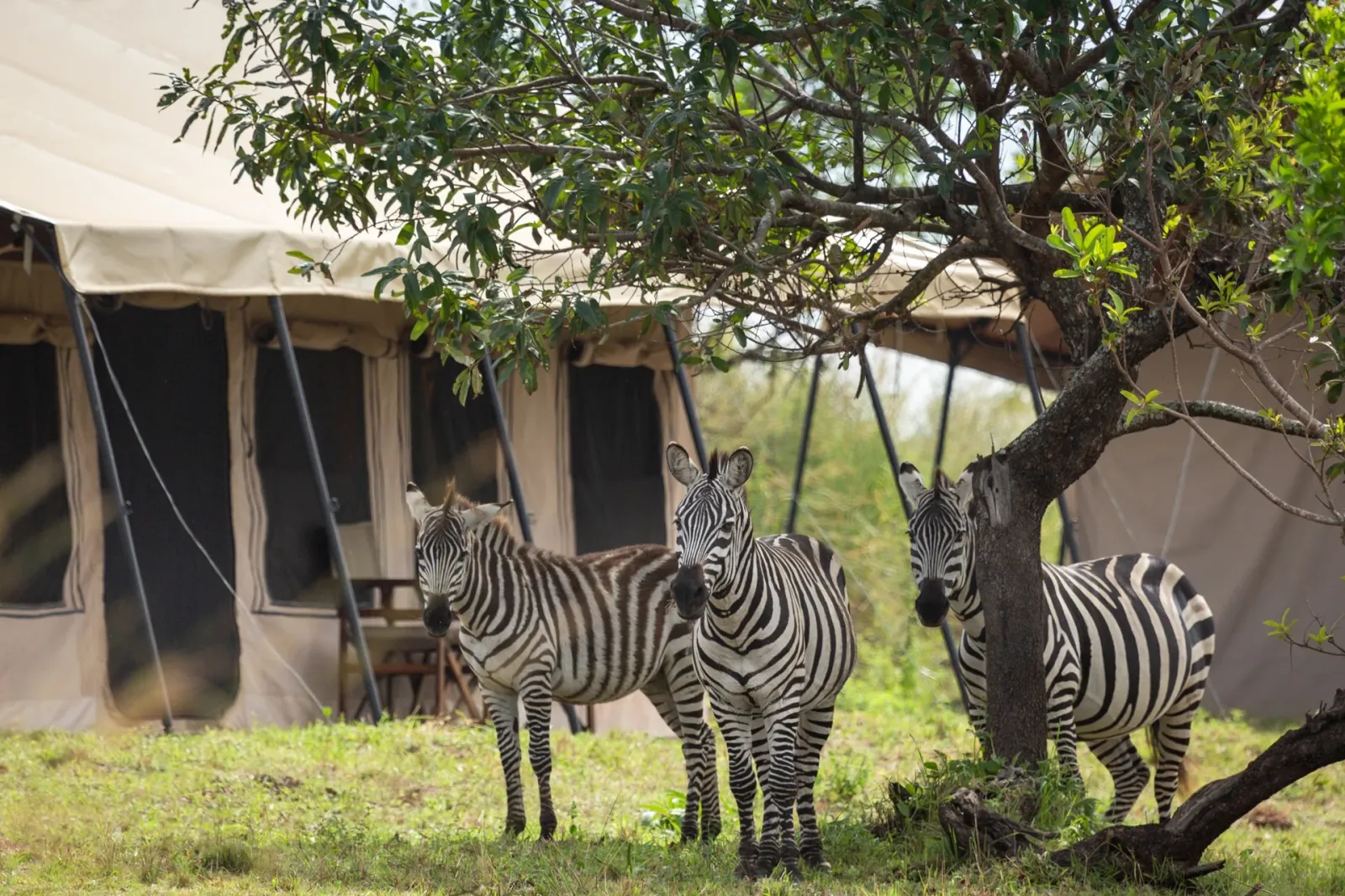 GNU Migration Camp