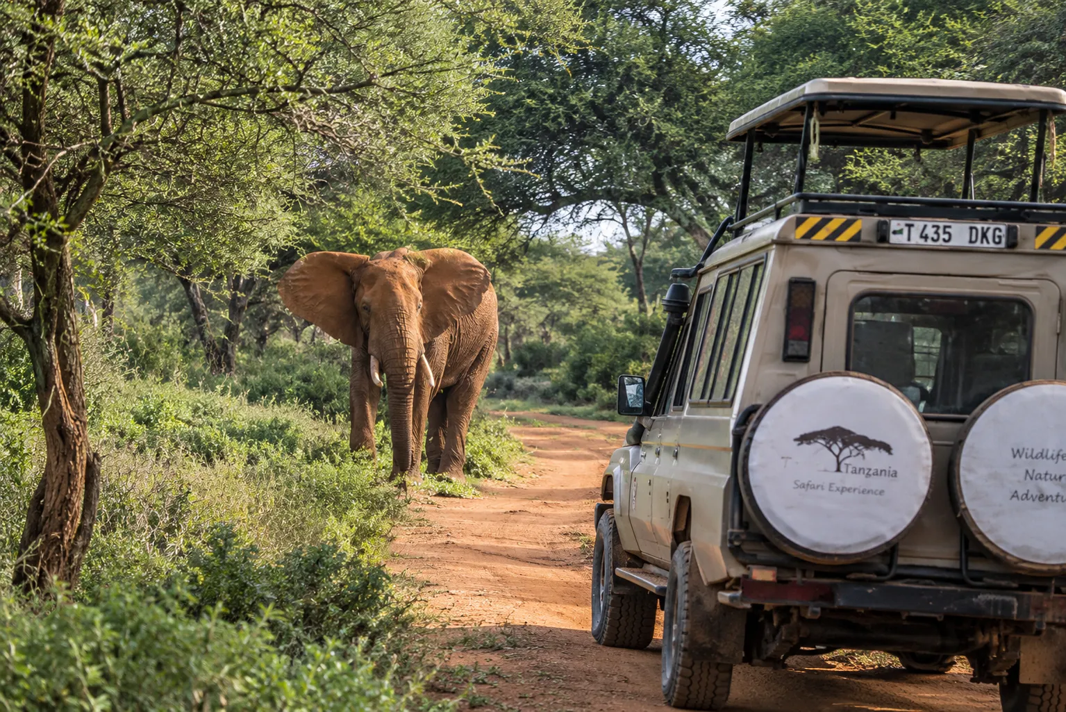 Elefant am Fahrweg neben einem Safarifahrzeug im Tarangire-Nationalpark