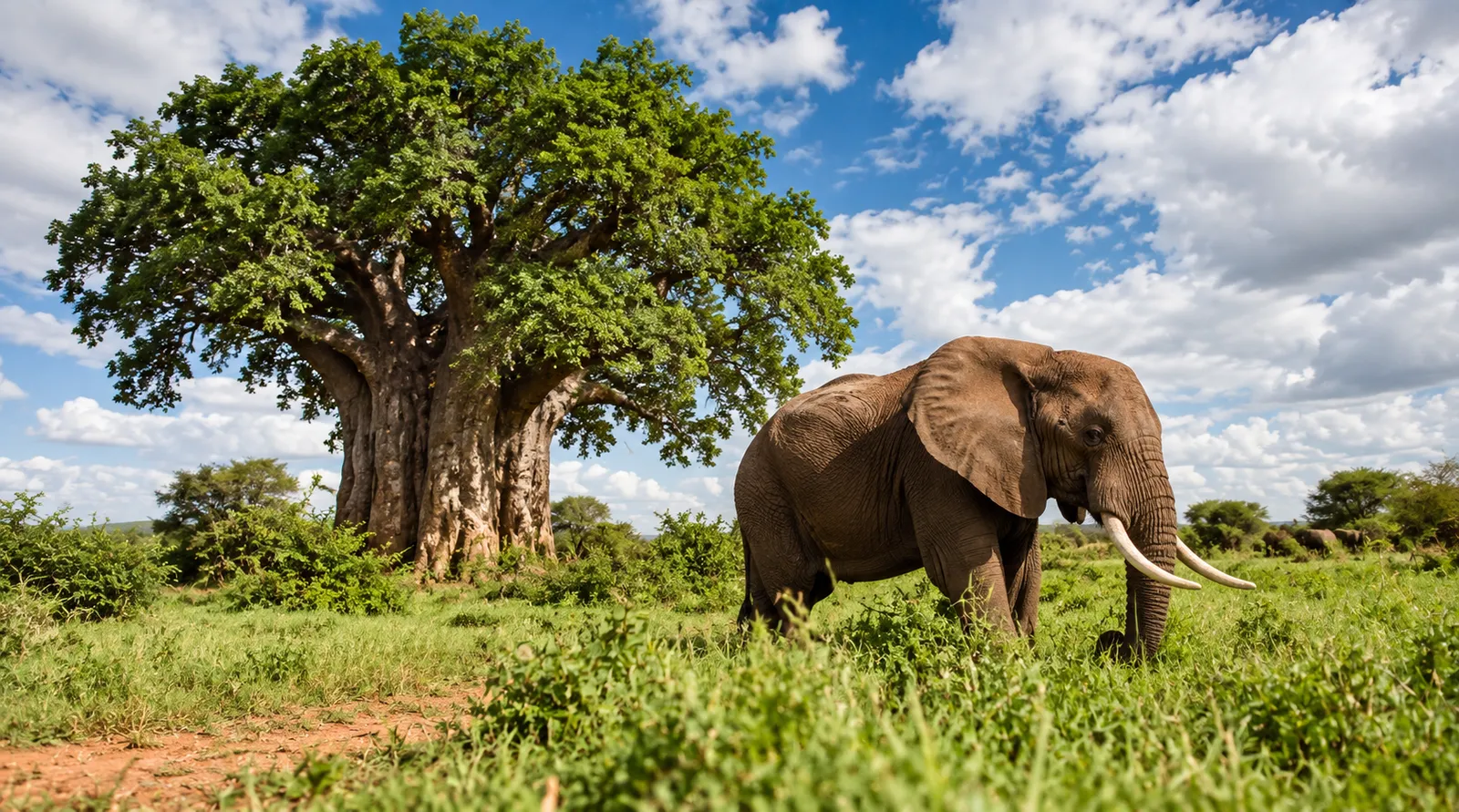 Elefant vor einem mächtigen Baobab im Tarangire-Nationalpark