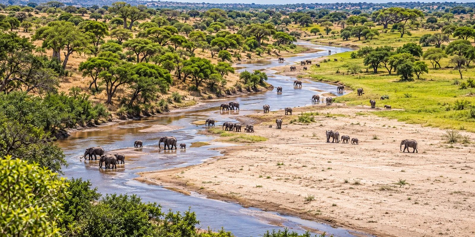 Elefantenherden am Tarangire-Fluss, Blick von oben