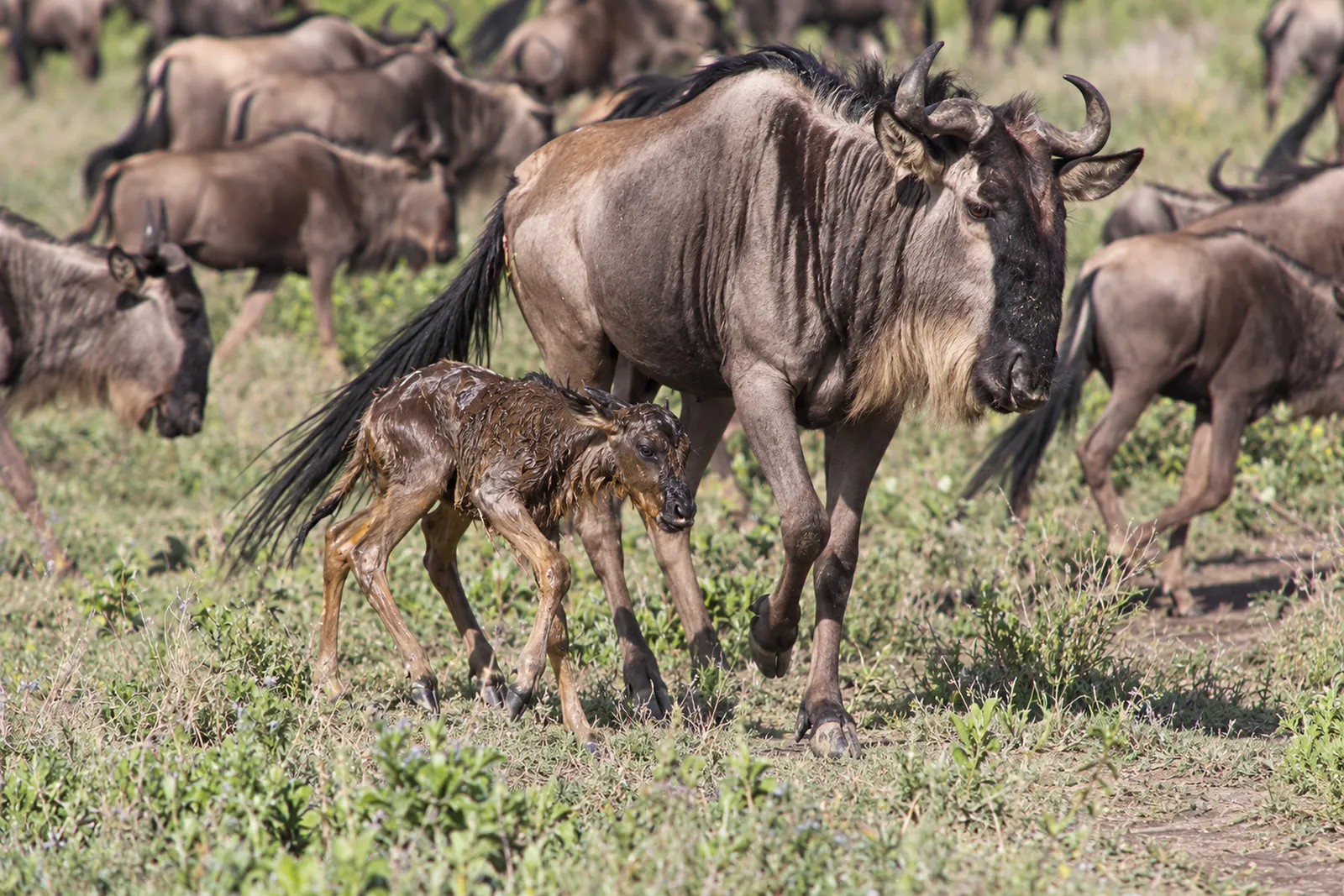 Gnu-Mutter mit neugeborenem Kalb in der Ndutu-Region