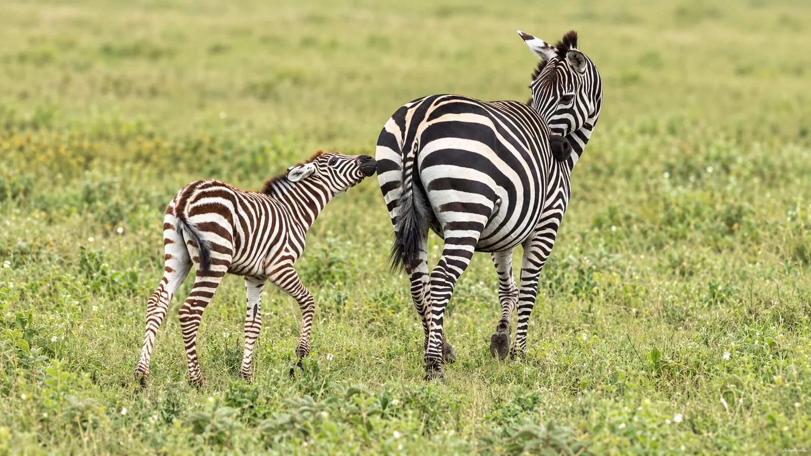 Zebrafohlen mit Muttertier in der Ndutu-Region