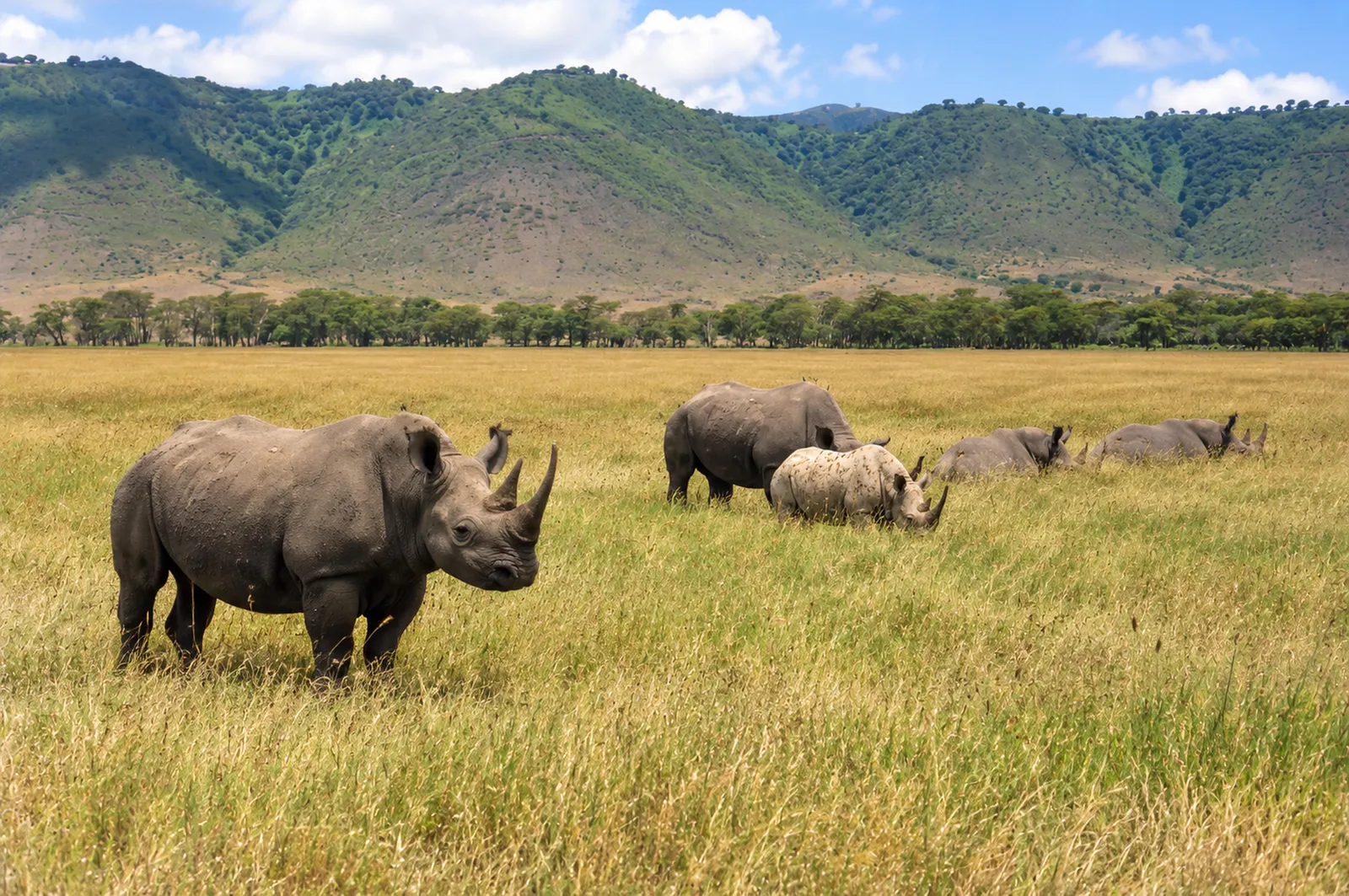 Nashörner im Grasland des Ngorongoro-Kraters