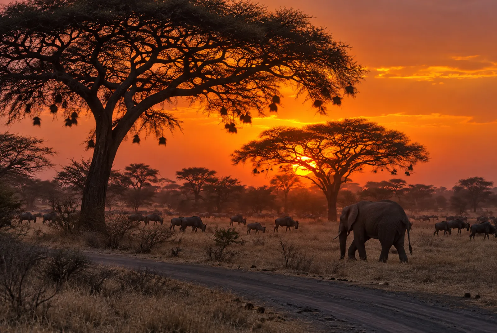 Elefant unter Schirmakazien bei Sonnenuntergang in der Serengeti