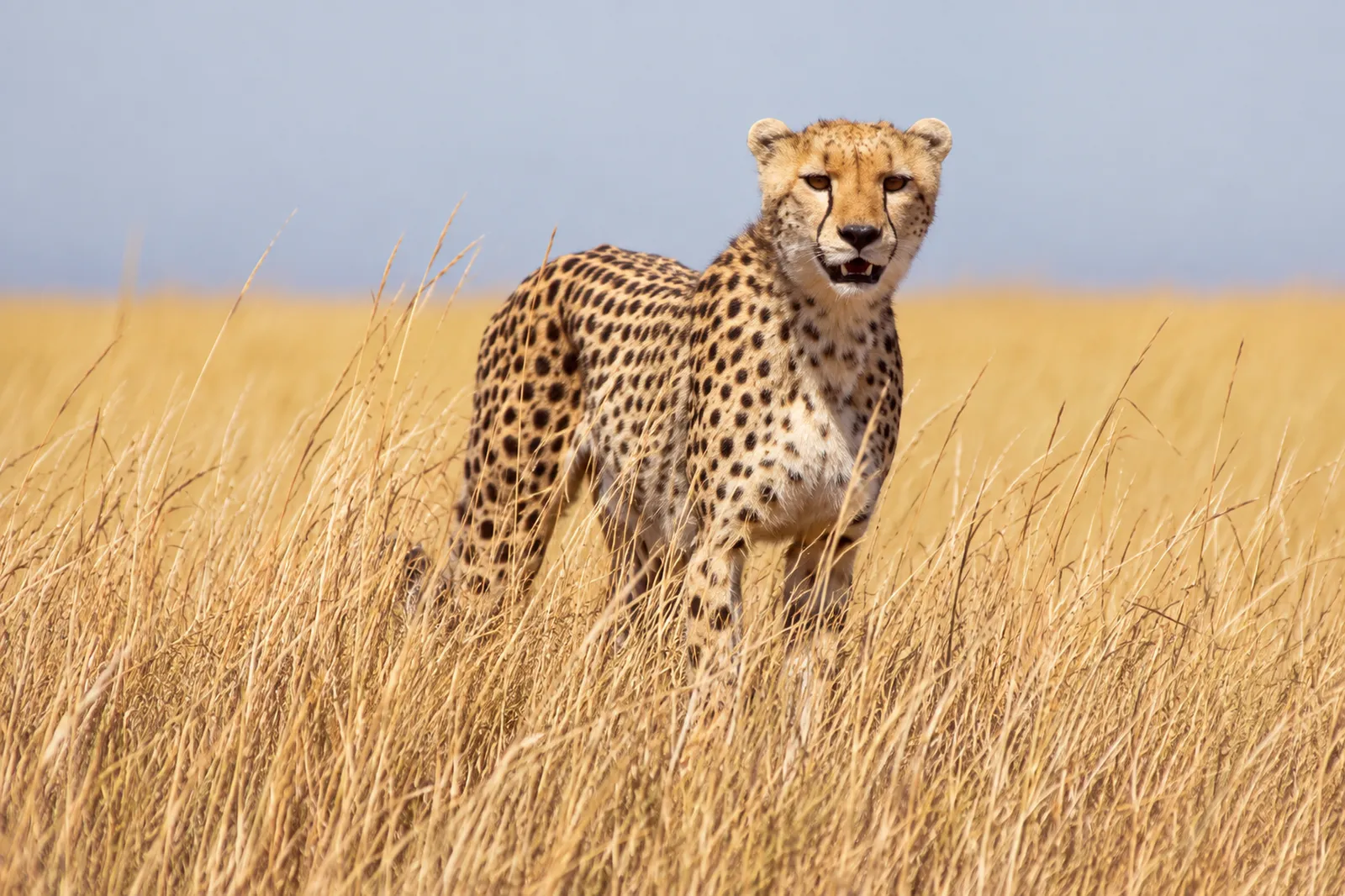 Gepard im hohen Gras der Serengeti