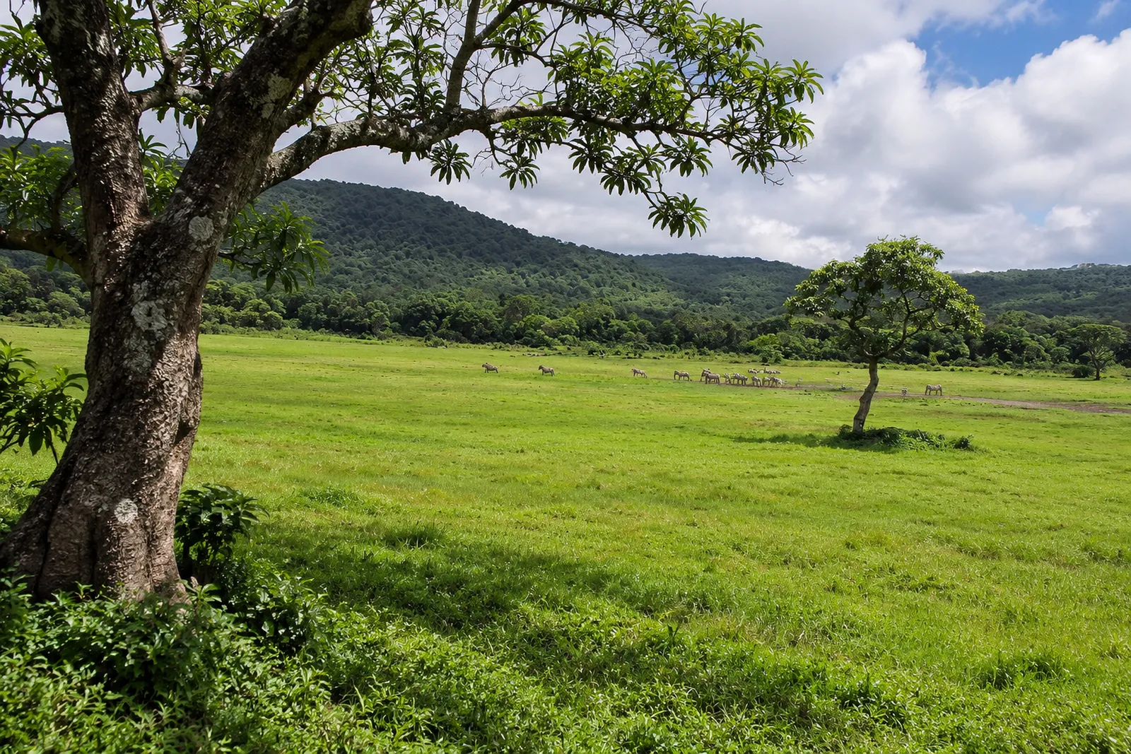 Grasland am Bergwald im Arusha-Nationalpark
