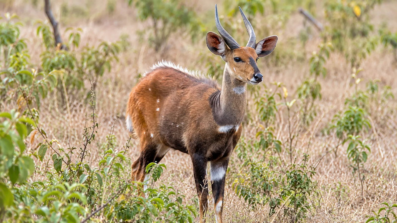 Buschbock im Arusha-Nationalpark