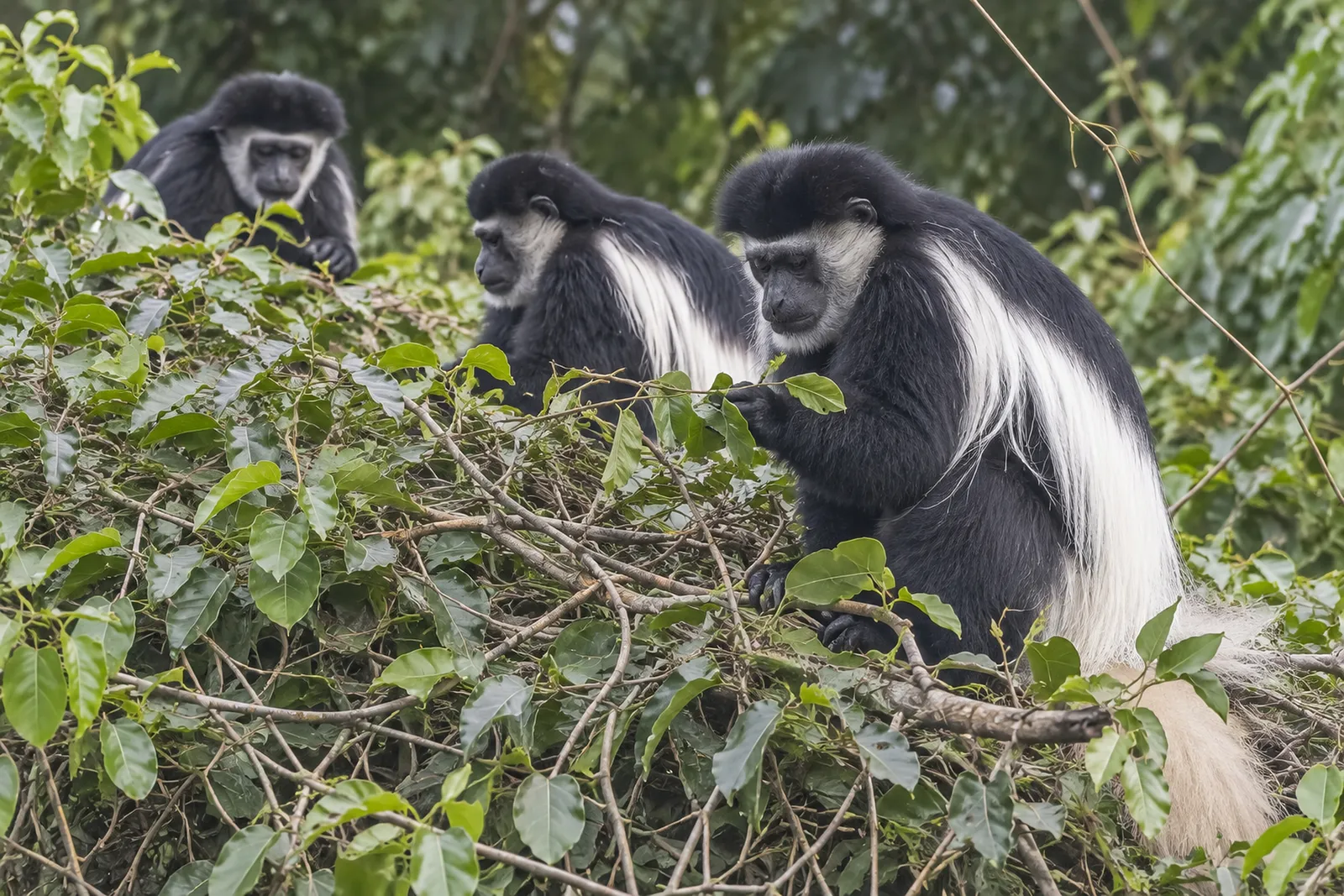 Mantelaffen (Guerezas) im Arusha-Nationalpark