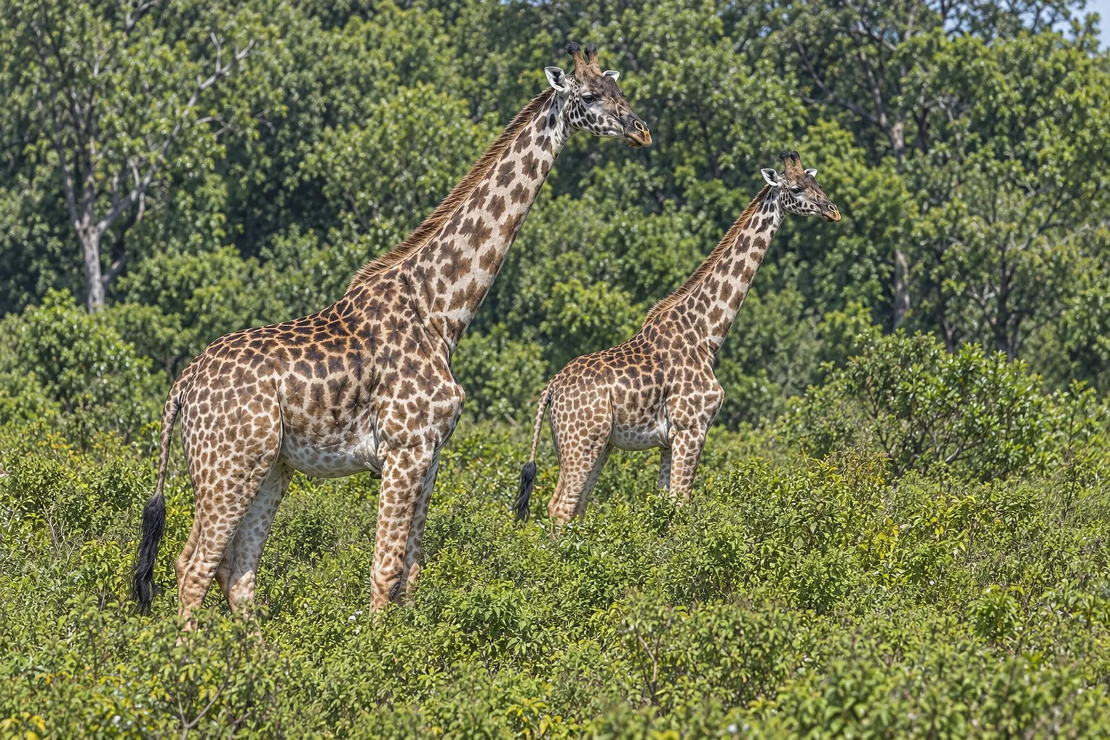 Zwei Massai-Giraffen im Arusha-Nationalpark